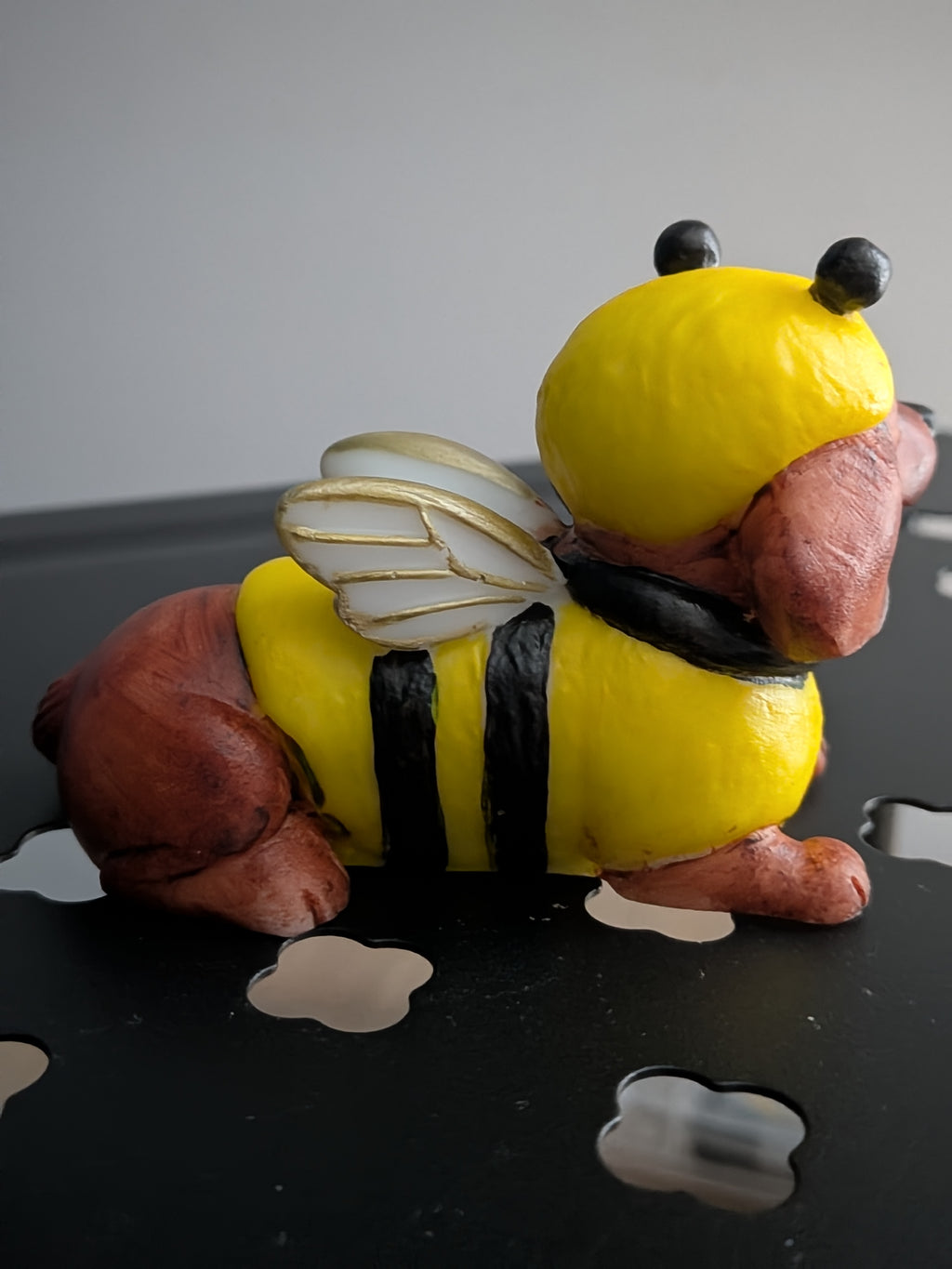 The little bumblebee Dachshund