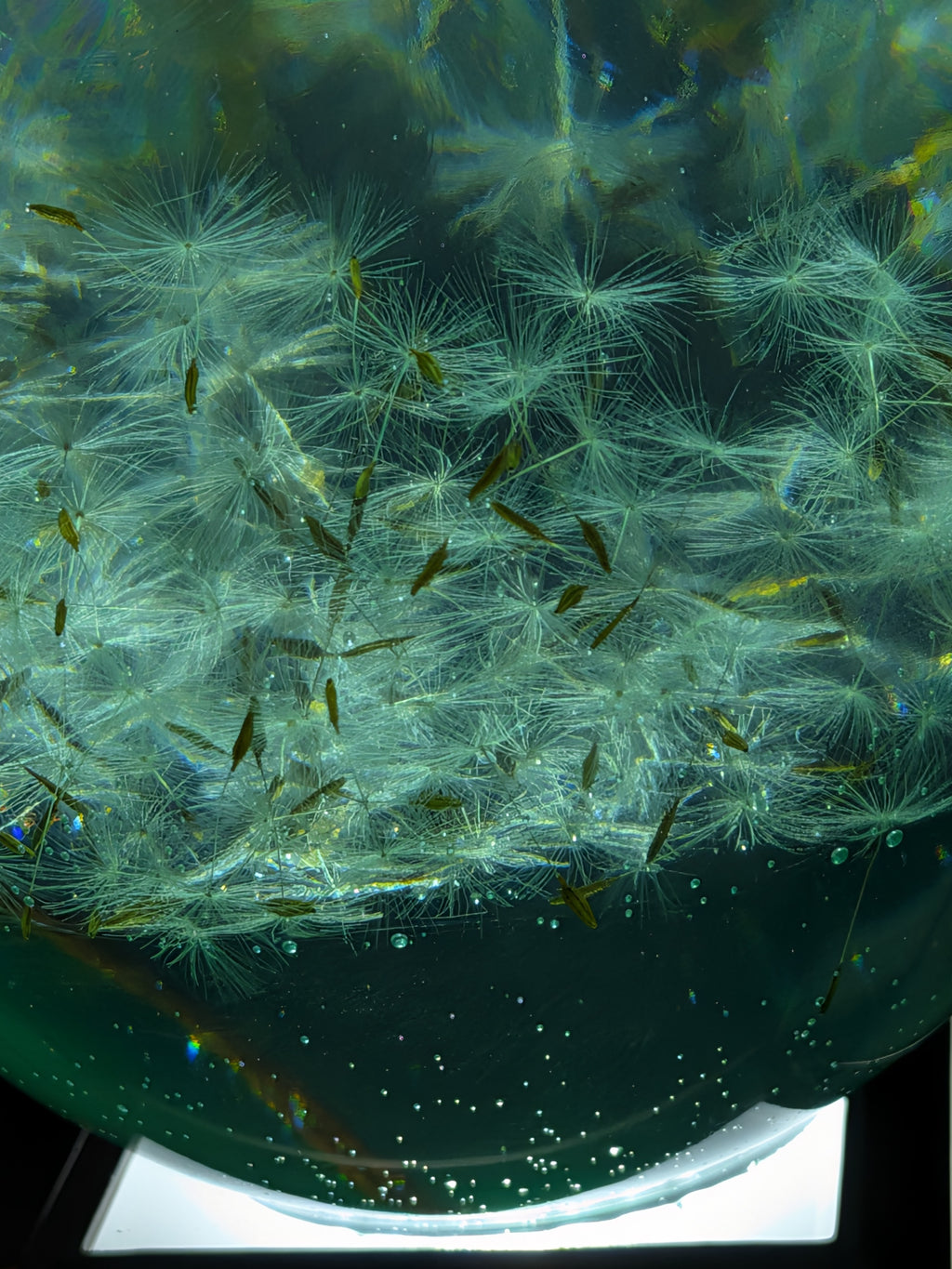 Dandelion night light
